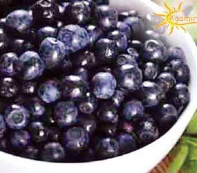 health benefits of black berries.